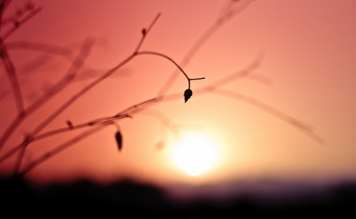 Silhouette of a plant branch against a sunset