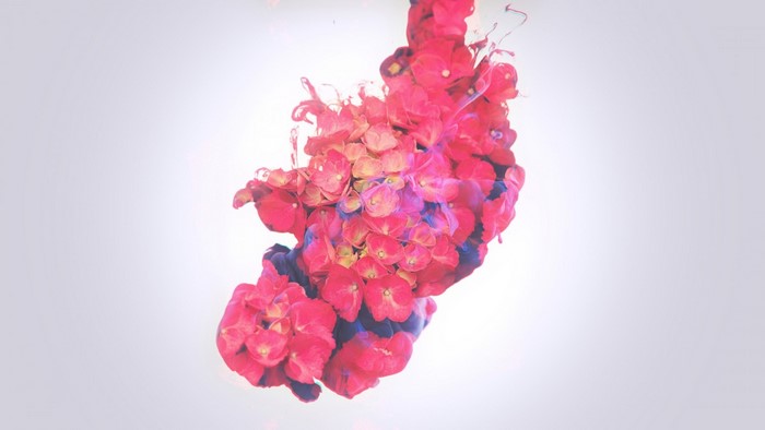 Red and pink flowers with blue ink underwater