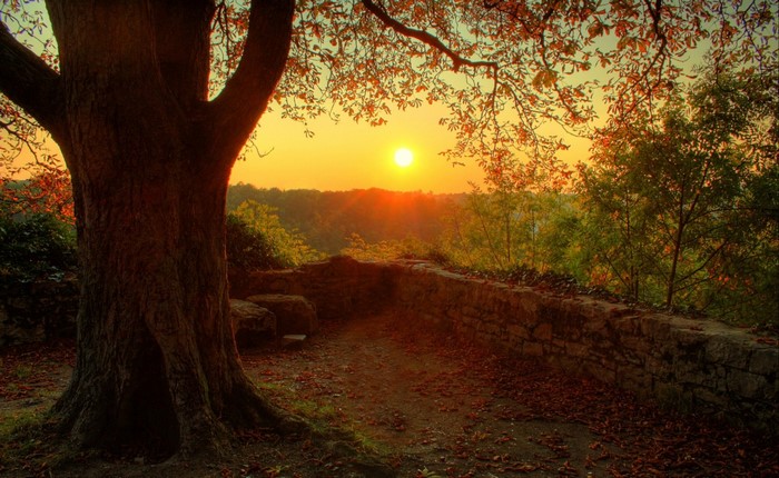 Sunset over a wooded landscape with a stone wall and tree