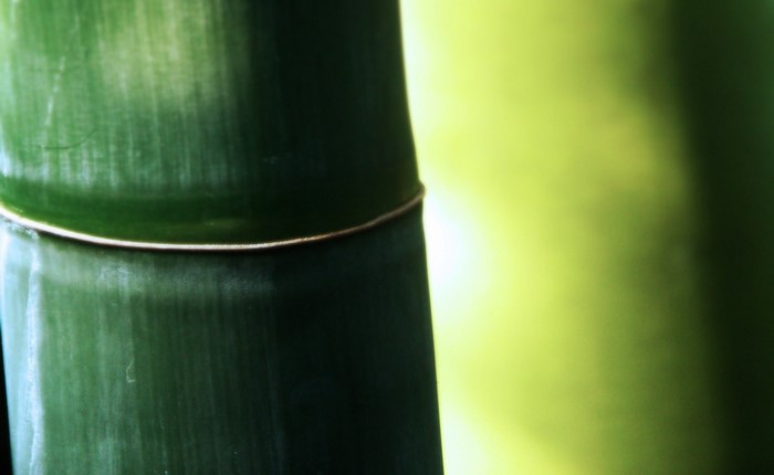 Close up of a green bamboo stalk with a yellow background
