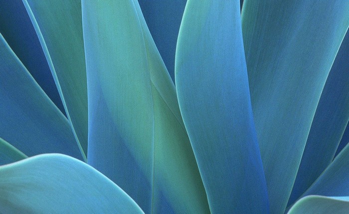 Close-up of blue and green agave leaves