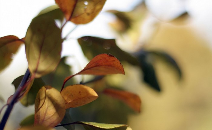 Autumn leaves on a branch in sunlight