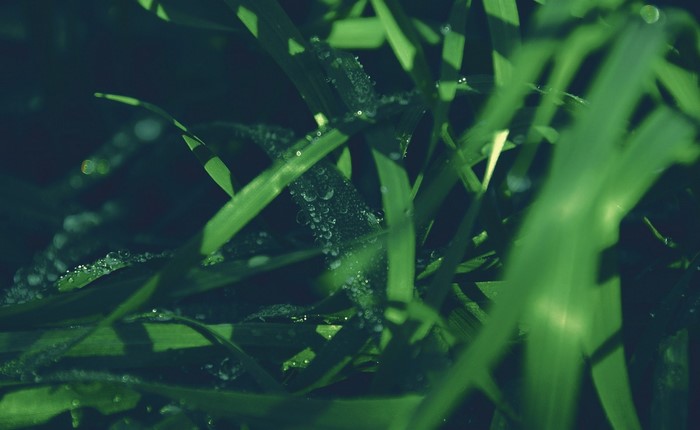 Close-up of grass with dew drops in sunlight