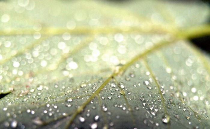 Close-up of water drops on a green leaf