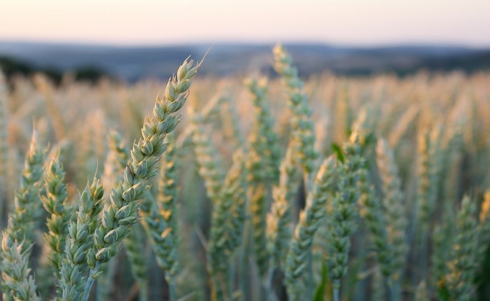 Close-up of wheat stalks in a field at sunset