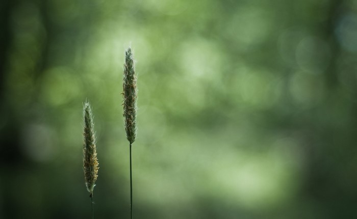 Two blades of grass with bokeh background