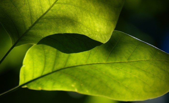 Sunlight filtering through green leaves