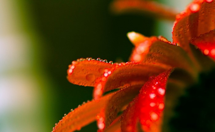 Close-up of orange flower petals with dew drops