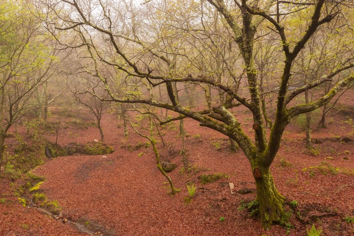 Misty forest floor covered in fallen leaves with bare trees