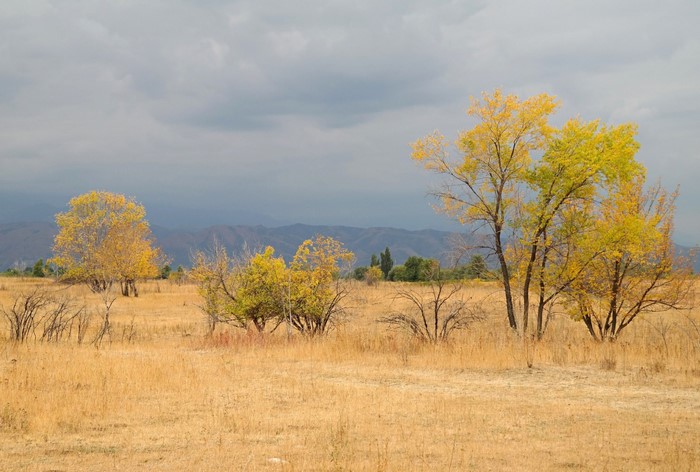 Autumn trees in a dry grassland with mountains in the background