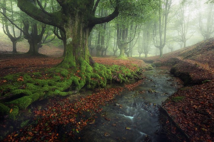 Misty forest with a stream and moss-covered trees