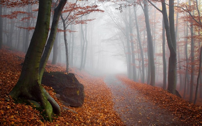 Misty forest path with autumn leaves and trees