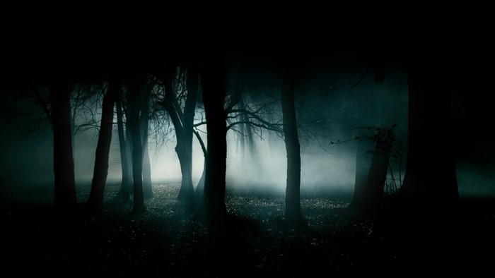Dark forest with mist and light rays