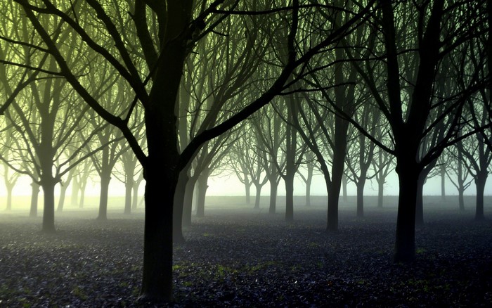 Misty forest with bare trees and fallen leaves