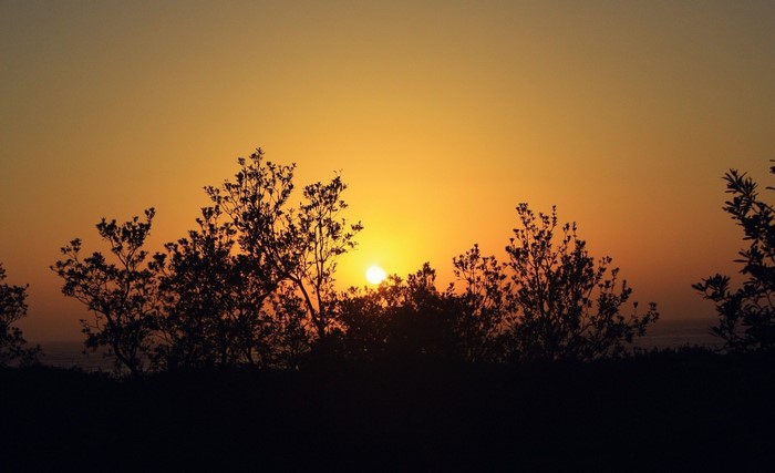 Silhouette of trees against a vibrant sunset sky