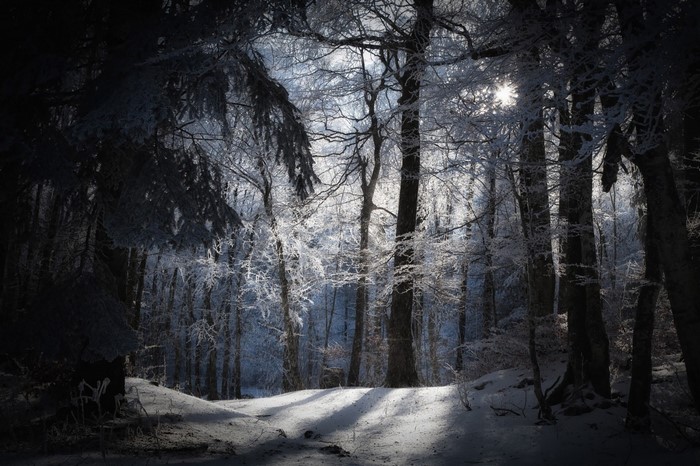 Sunlight filtering through a frosted winter forest