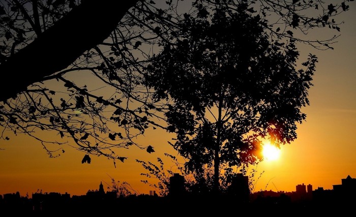 Silhouette of trees against a sunset cityscape