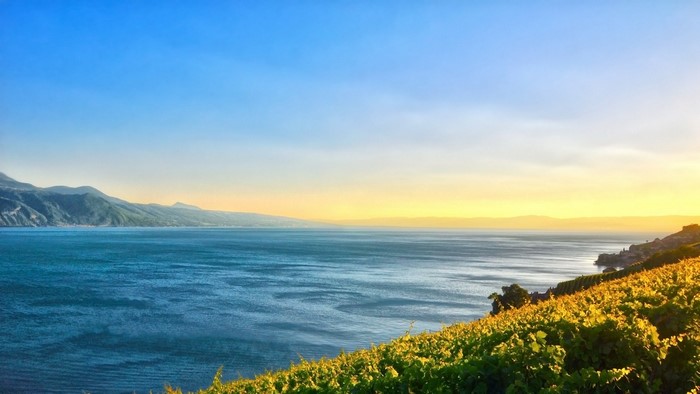Vineyard overlooking a calm sea at sunset