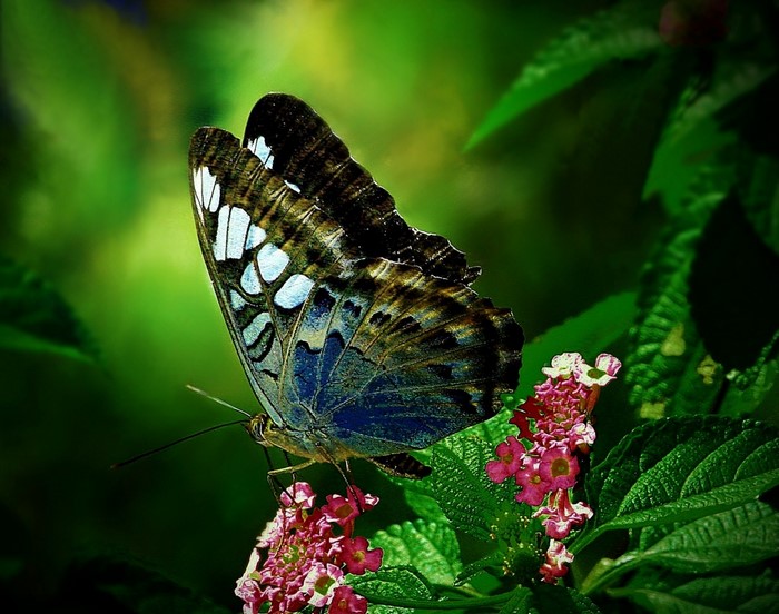 Butterfly on pink flowers with green leaves