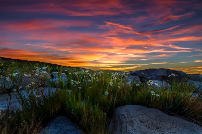 Sunset over a rocky meadow with wildflowers