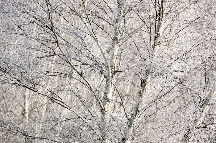 Bare trees covered in frost in winter
