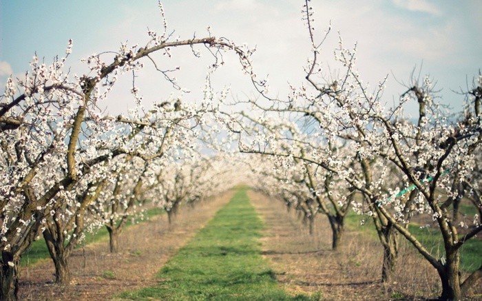 Orchard with blooming trees and green path