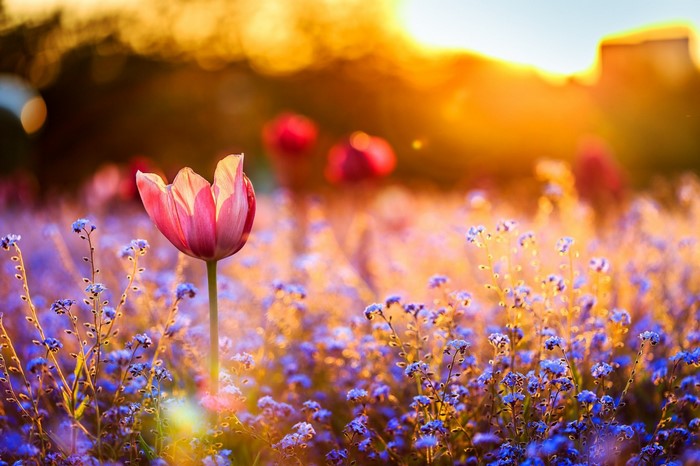 Pink tulip and blue flowers in sunlight