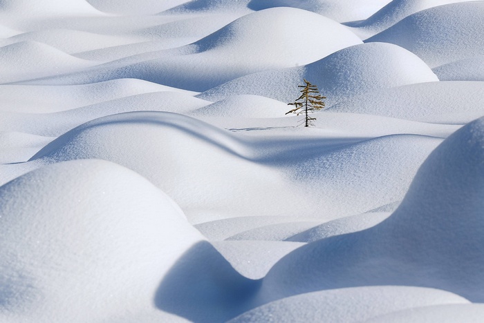Snowdrifts with a lone fir tree