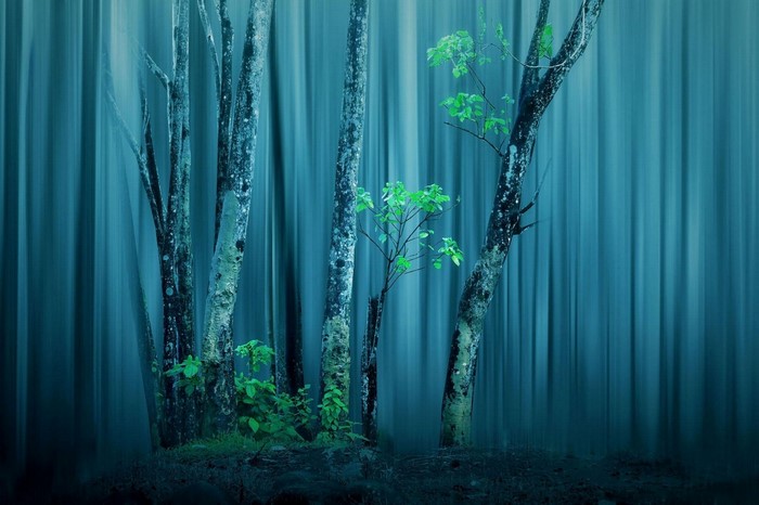 Blue forest with trees and green plants