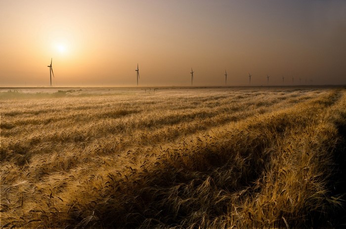 Wind turbines in a field at sunrise
