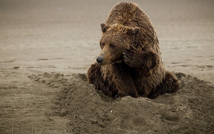 Grizzly bear digging in sand on a beach