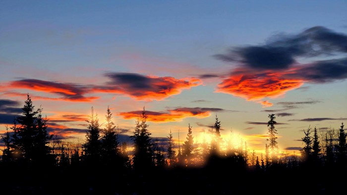 Silhouette of trees against a vibrant sunset sky
