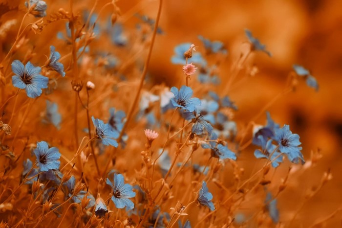 Close up of blue wildflowers in an orange field