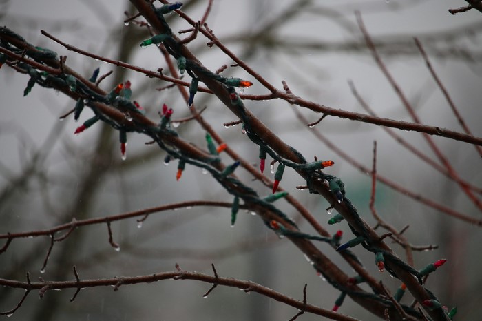 Christmas lights on icy tree branches in winter