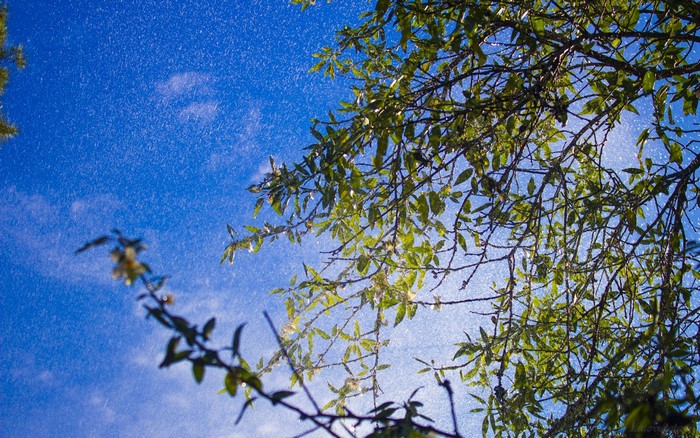 Sunlight through tree branches with water droplets