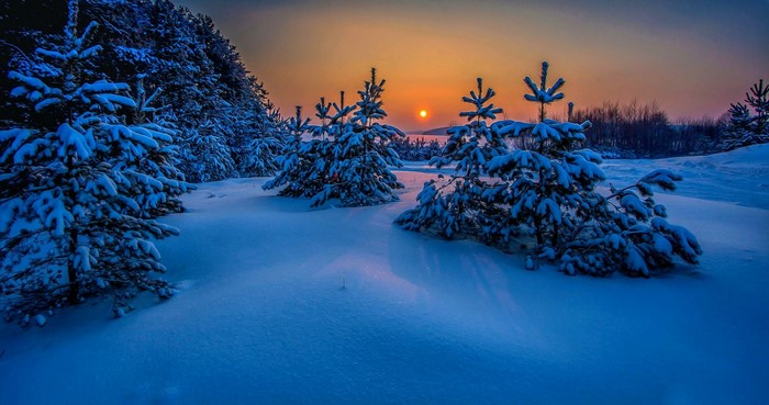 Snow-covered pine trees at sunset in Russia