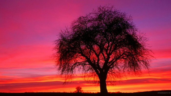 Silhouette of a tree against a vibrant sunset sky