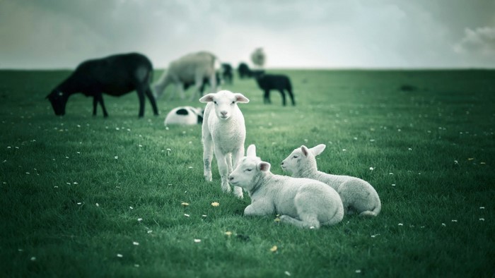 Several lambs and sheep grazing in a grassy field