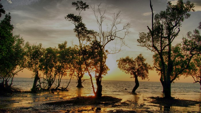 Sunset over a tranquil beach with mangrove trees