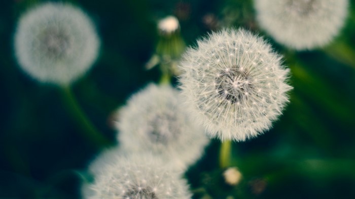 Close-up of dandelions with green background