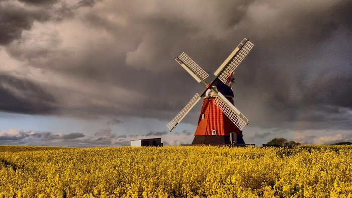 Red windmill in a yellow rapeseed field under stormy clouds
