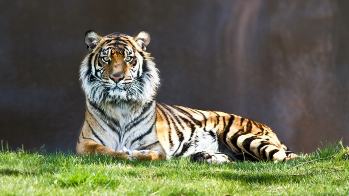 Tiger lying on grass in front of a dark background