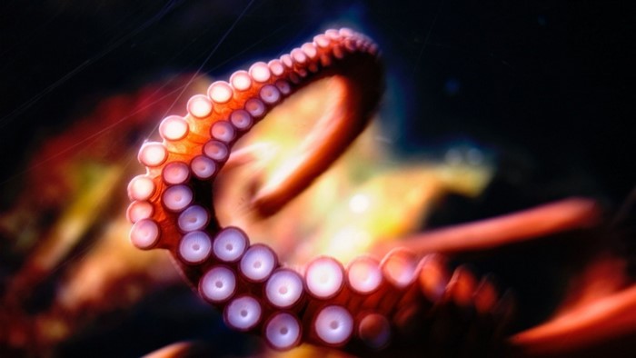 Close up of Octopus Tentacle with Suckers
