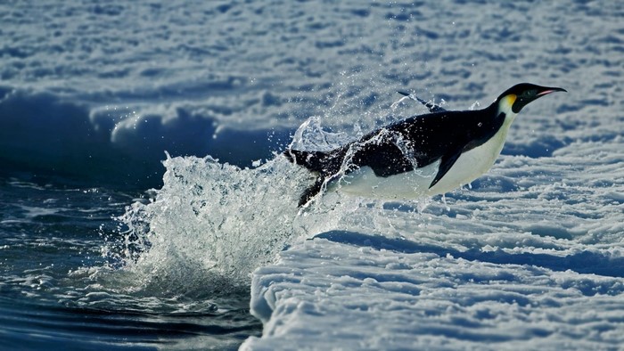 Emperor Penguin jumping out of the water onto ice