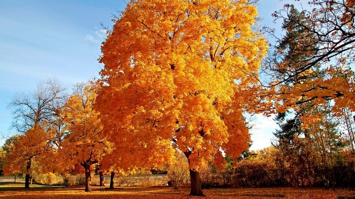 Autumn trees with vibrant orange and yellow leaves
