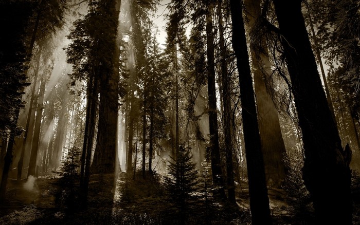 Sunlight filtering through trees in a sepia forest