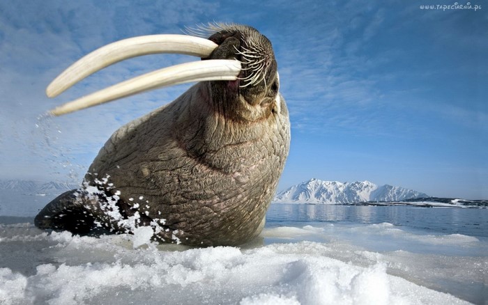 Walrus emerging from icy water with snowy mountains in background