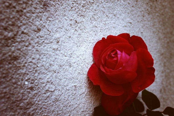 Red rose against a textured wall