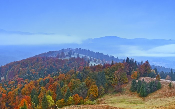 Autumn forest on a misty mountain slope