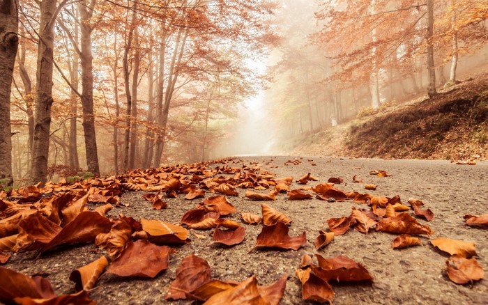 Autumn forest road covered in fallen leaves